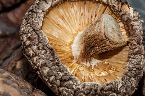 Il Futuro della Memoria dei Computer: La Prima Memoria Vivente Grazie al Micelio dei Funghi