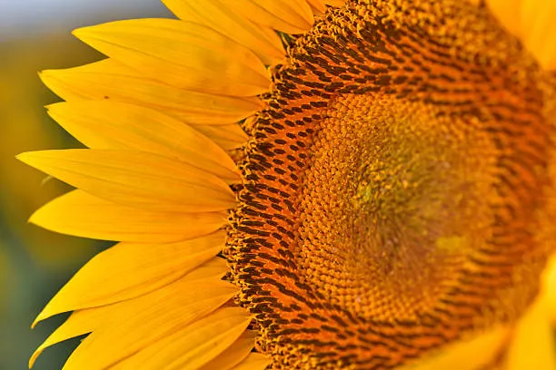 Fibonacci Day: Il Genio di Leonardo Celebrato tra Pisa e Roma con Eventi e Laboratori