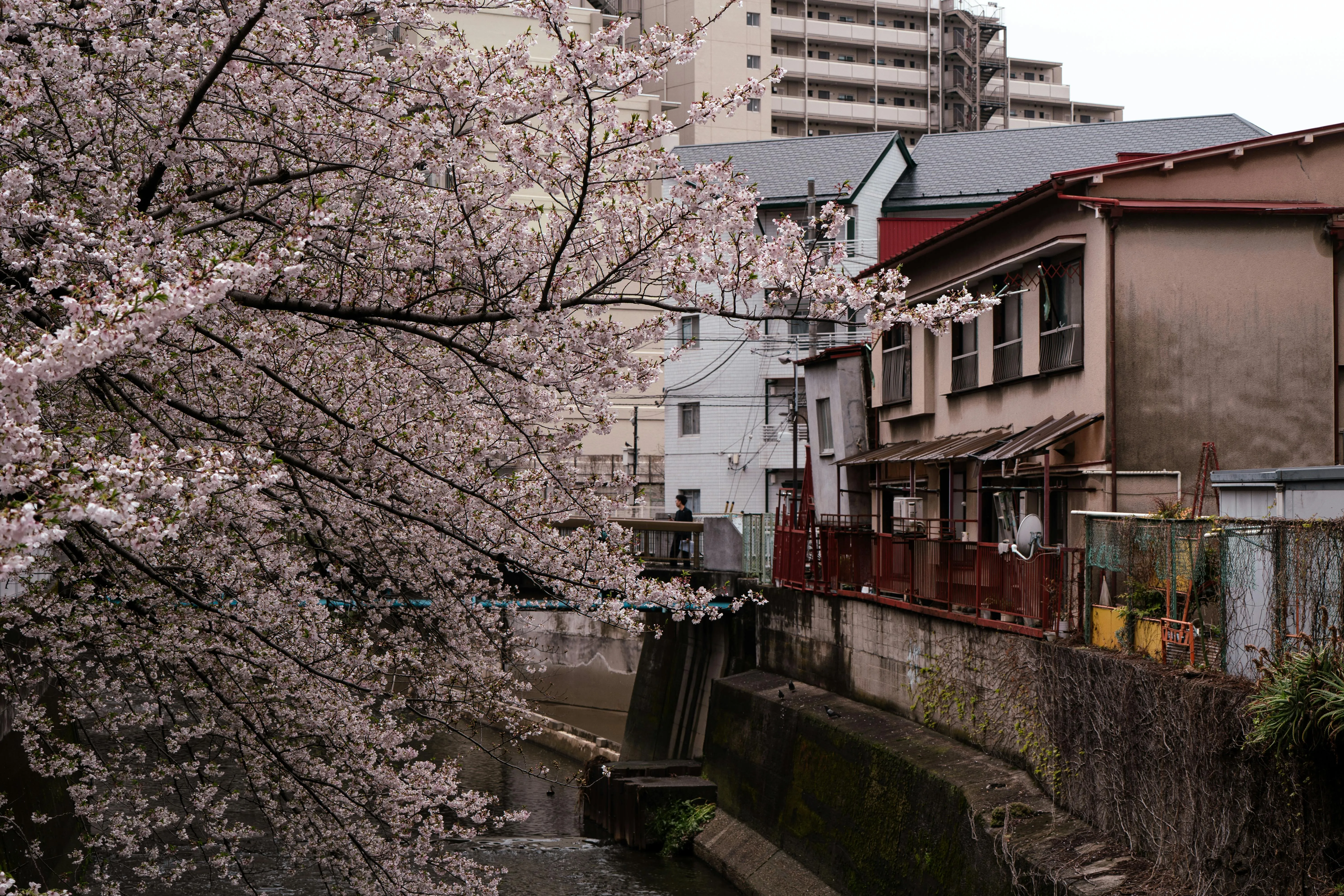 Fioritura dei ciliegi in Giappone: il riscaldamento climatico sta cancellando uno spettacolo millenario