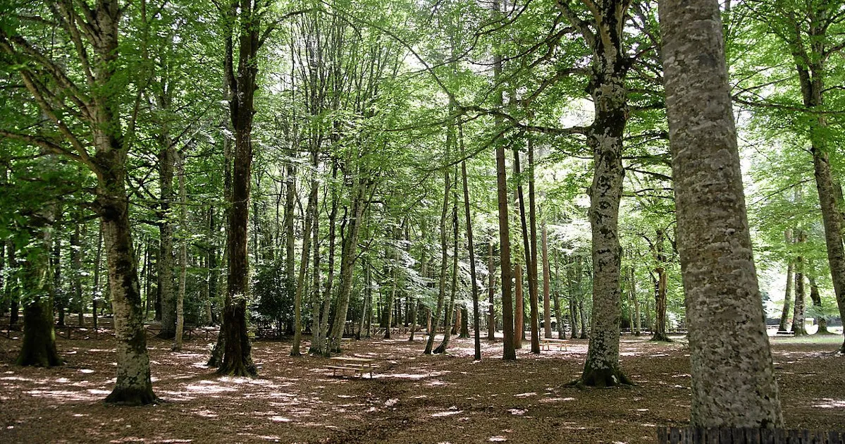 Il Ruolo Strategico del Consorzio Rilegno nell’Ottimizzazione delle Risorse Forestali Italiane