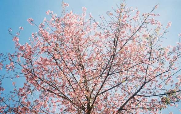 Giappone: Annullato il Festival dei Ciliegi a Fujiyoshida per Overtourism