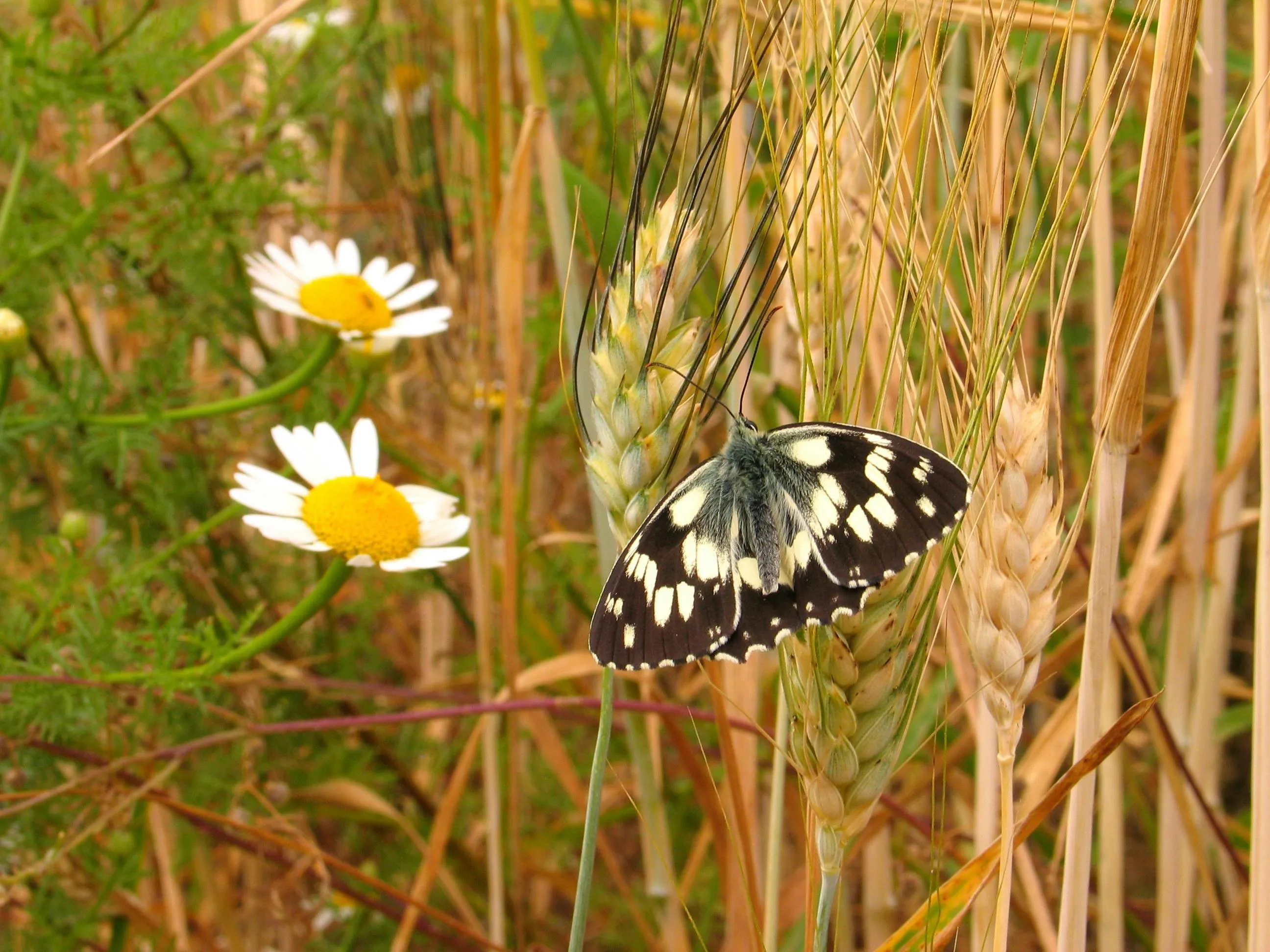Giornata della biodiversità 22 maggio: dati ed obiettivi 