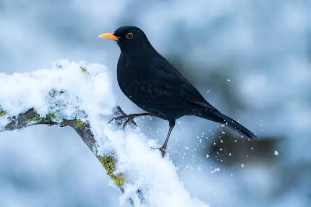 Giorni della Merla e aule fredde: l’inverno nelle scuole italiane tra tradizione, disagi e dibattito sul calendario scolastico