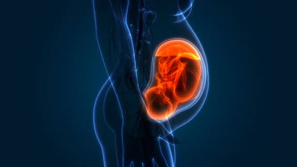 Gravidanza, pronta la mappa cellulare della placenta: quasi 200mila cellule analizzate nella zona di contatto tra madre e feto