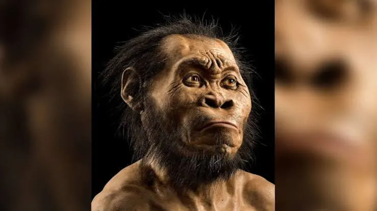 Homo naledi, tutte femmine: cosa dice la paleoproteomica dopo 335mila anni