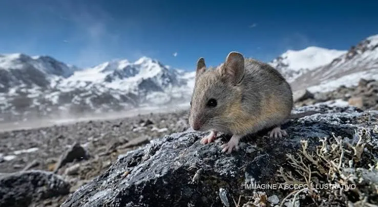I topi delle Ande sopravvivono a 7.000 metri, oltre il limite dei mammiferi