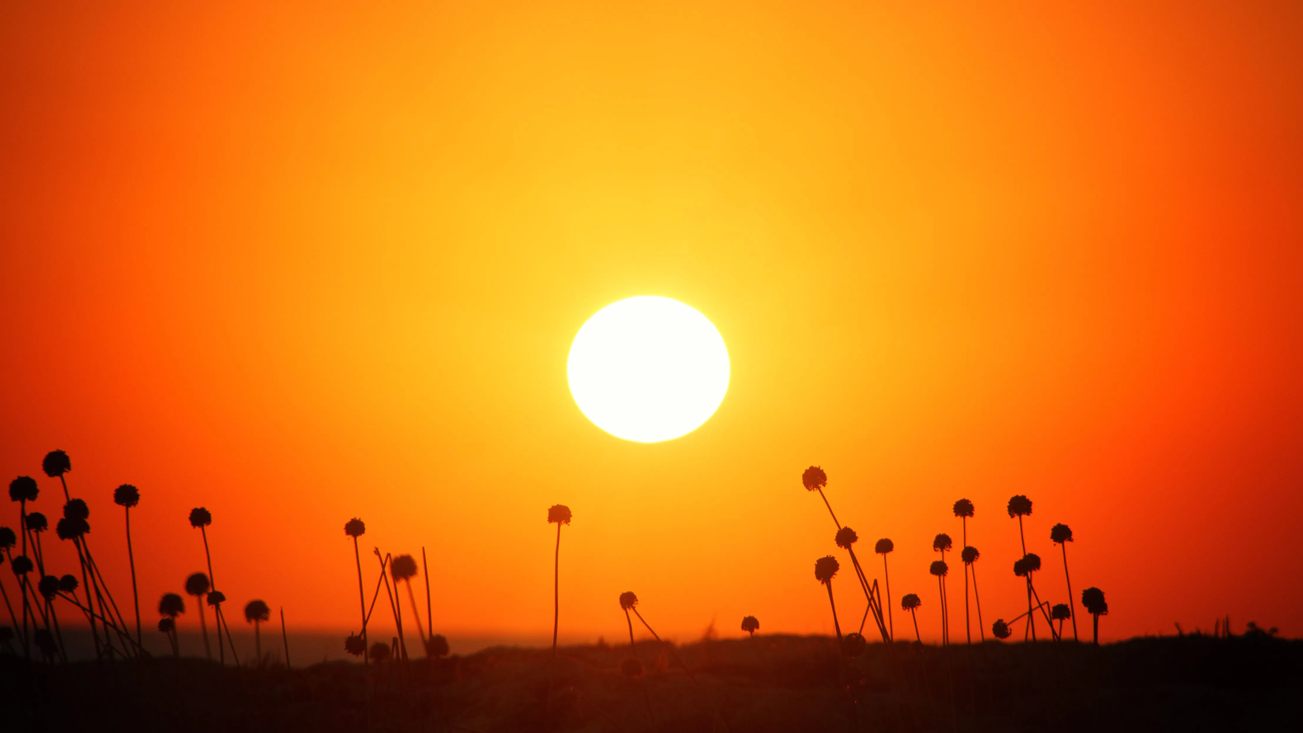 Il battito interno del Sole è cambiato: cosa rivela il ciclo solare 25