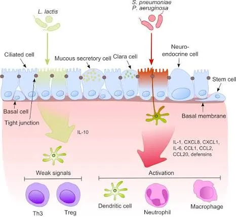 Il canale Piezo1 attiva l'immunità innata prima di riconoscere il patogeno