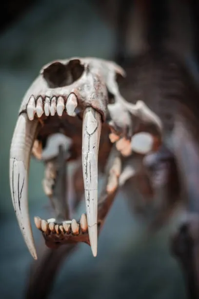 Il cervello del Megantereon: predatore visivo a metà fra puma e tigre