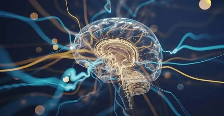 Il cervello umano nasce da due progenitori che non si toccano mai