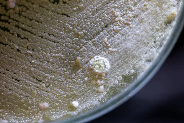 Il microbioma di Ötzi è vivo: lieviti antartici dal 85 al 98%