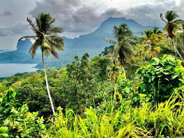 Nuovi Investimenti Europei Per La Ricerca Sulle Foreste Dell’Africa Centrale: Un Futuro Sostenibile Per Il Bacino Del Congo