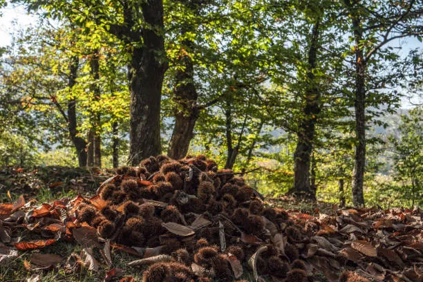 Il Sentiero dei castagni tra Stresa e Belgirate: la guida del WWF Insubria che invita a riscoprirsi pellegrini