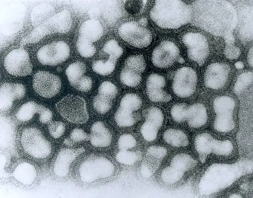 Il virus dell'influenza attacca sempre la stessa struttura del nucleo