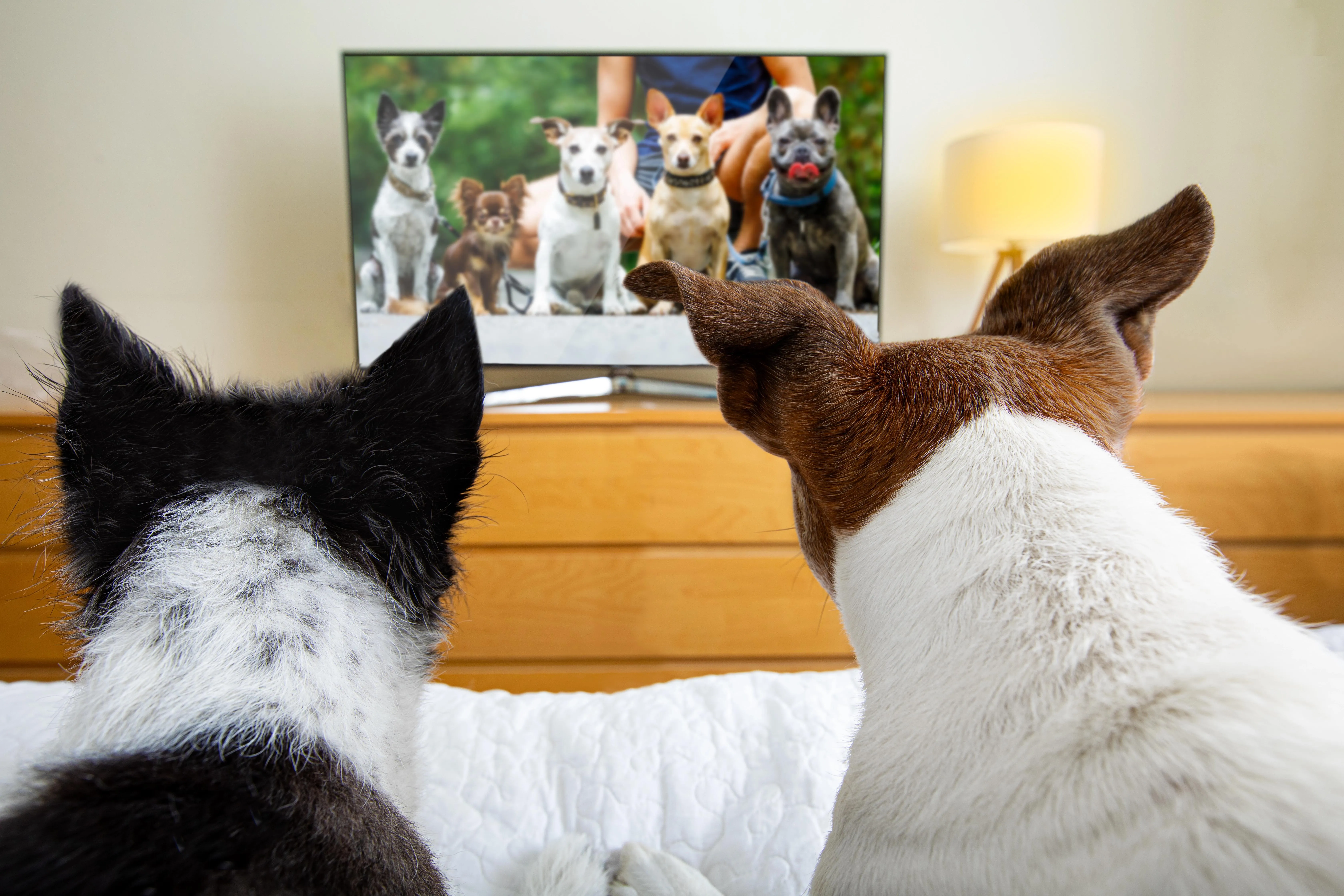 Il comportamento dei cani davanti alla tv dipende dal carattere