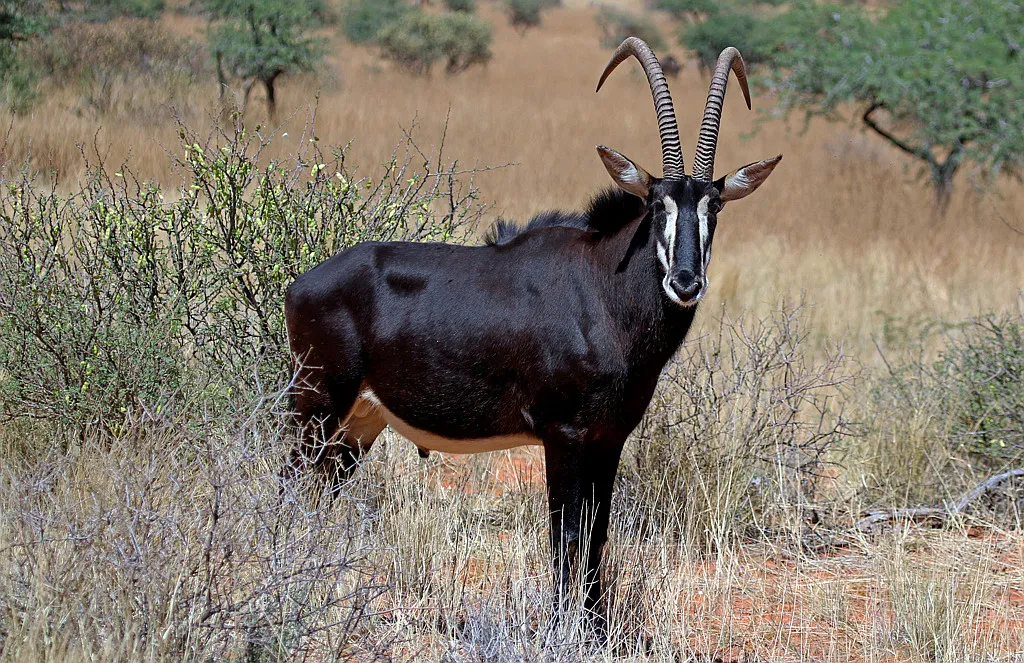 Innovazione e Dilemmi: Il Robot Antilope Cinese per la Tutela della Biodiversità e la Sorveglianza in Tibet