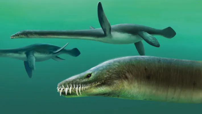 Scoperto in Germania un nuovo rettile marino dal collo lungo: il Plesionectes longicollum, testimone degli oceani ai tempi dei dinosauri