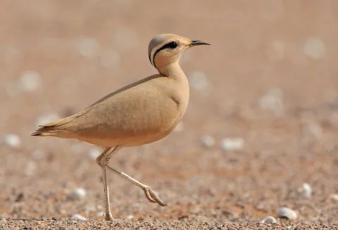 Straordinario avvistamento in Calabria: ripreso per la prima volta in Italia un raro Corrione biondo