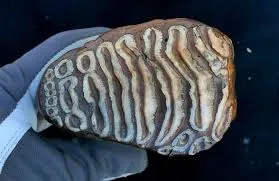 Alla scoperta dei batteri preistorici: nel DNA di 483 mammut tracce microbiche risalenti a 1,1 milioni di anni fa