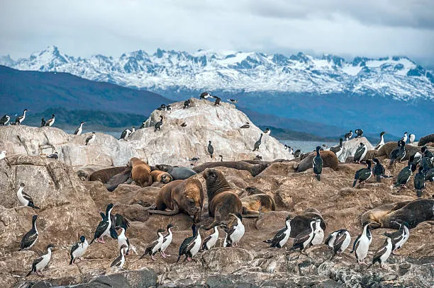 Inquinanti 'eterni' anche in Patagonia: i Pfas scoperti grazie ai pinguini