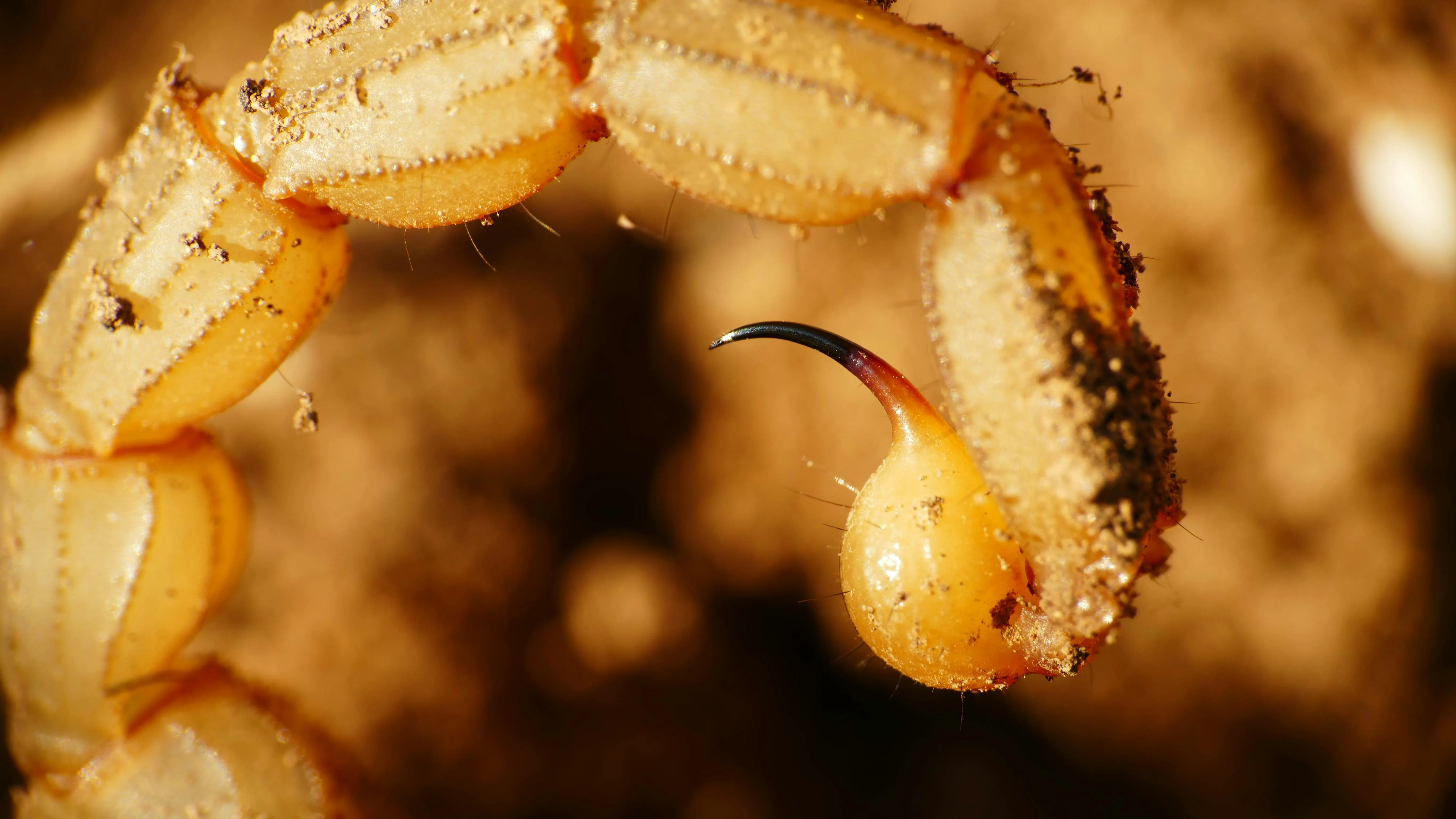 La chimica degli scorpioni: concentrare zinco nell'arma più usata per cacciare