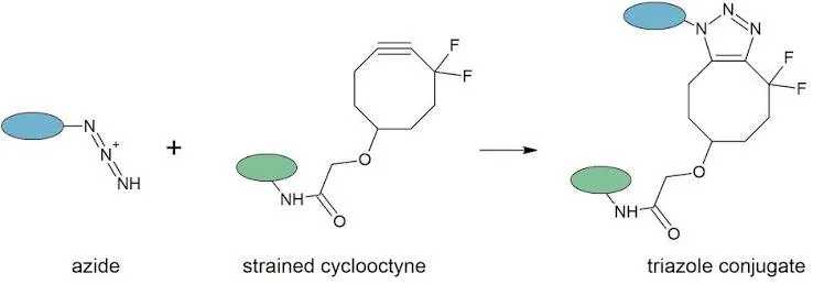 La click chemistry Nobel 2022 riscrive gli anticorpi coniugati