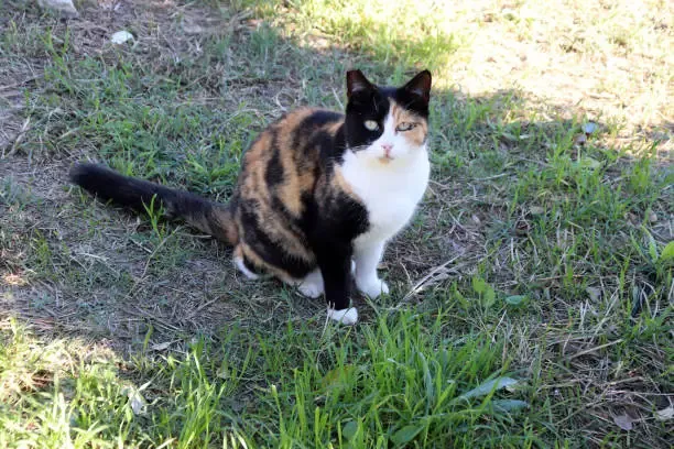 La colonia felina della scuola primaria di Bergamo: esempio innovativo di educazione ambientale e responsabilità civica