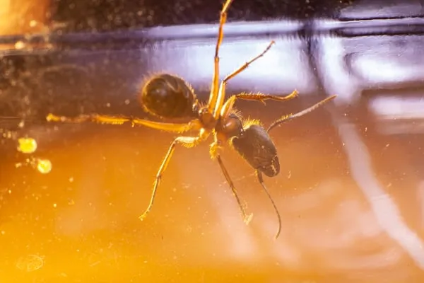 La formica di 40 milioni di anni di Goethe: una scoperta rivoluzionaria nella collezione di ambre