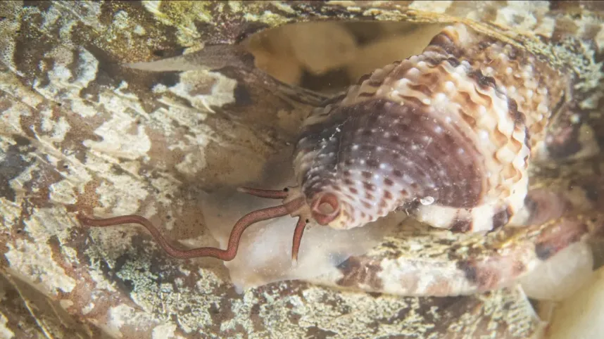 La lumaca vampiro del Mediterraneo, “Premio Mollusco dell’Anno”: il minuscolo predatore che succhia il sangue dei pesci mentre dormono