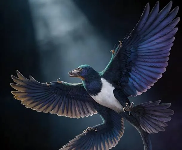 La nuova specie di Microraptor che riscrive la storia del volo