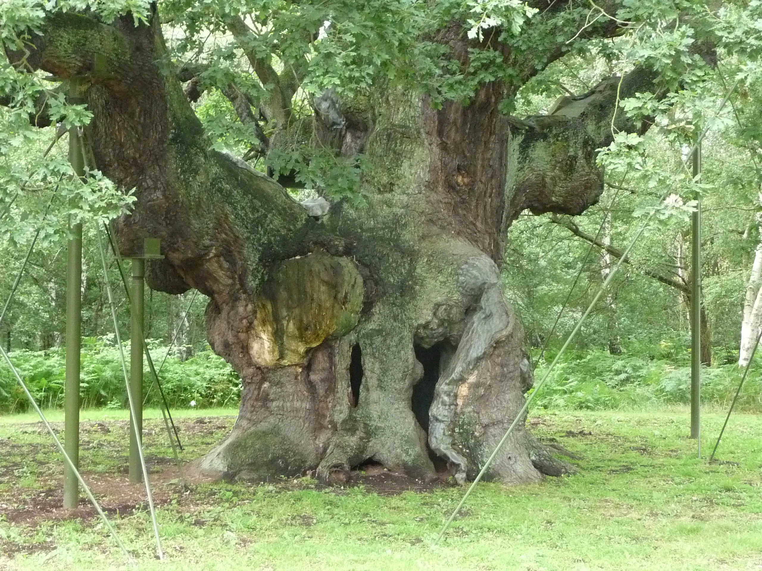 La quercia di Robin Hood è morta dopo mille anni: storia della Major Oak