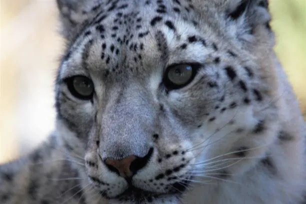 La ricerca sul leopardo delle nevi: da 3mila esemplari ai 7.446 di PAWS
