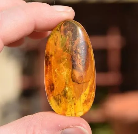 L'ambra devoniana di 385 milioni di anni riscrive le origini della resina