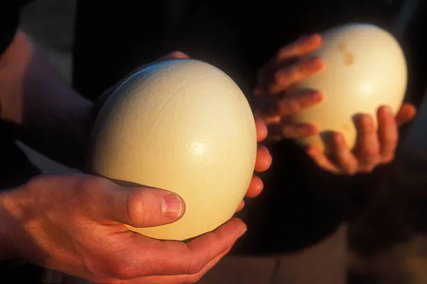 Le geometrie perdute dell’umanità: incisioni preistoriche sugli antichi gusci di uova di struzzo