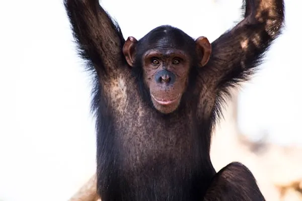 L’eredità di Ai: Addio alla scimpanzé che ha rivoluzionato la ricerca sull’intelligenza animale