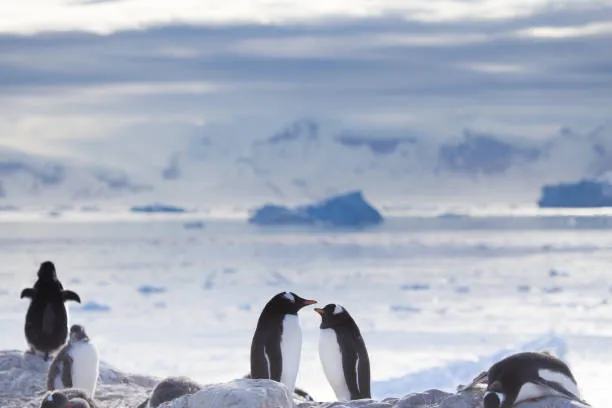 L’impatto del cambiamento climatico sulla riproduzione dei pinguini in Antartide: un’analisi approfondita