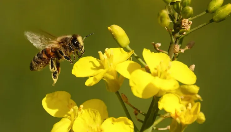 L'impatto del riscaldamento globale sulle api: una minaccia crescente per l'impollinazione