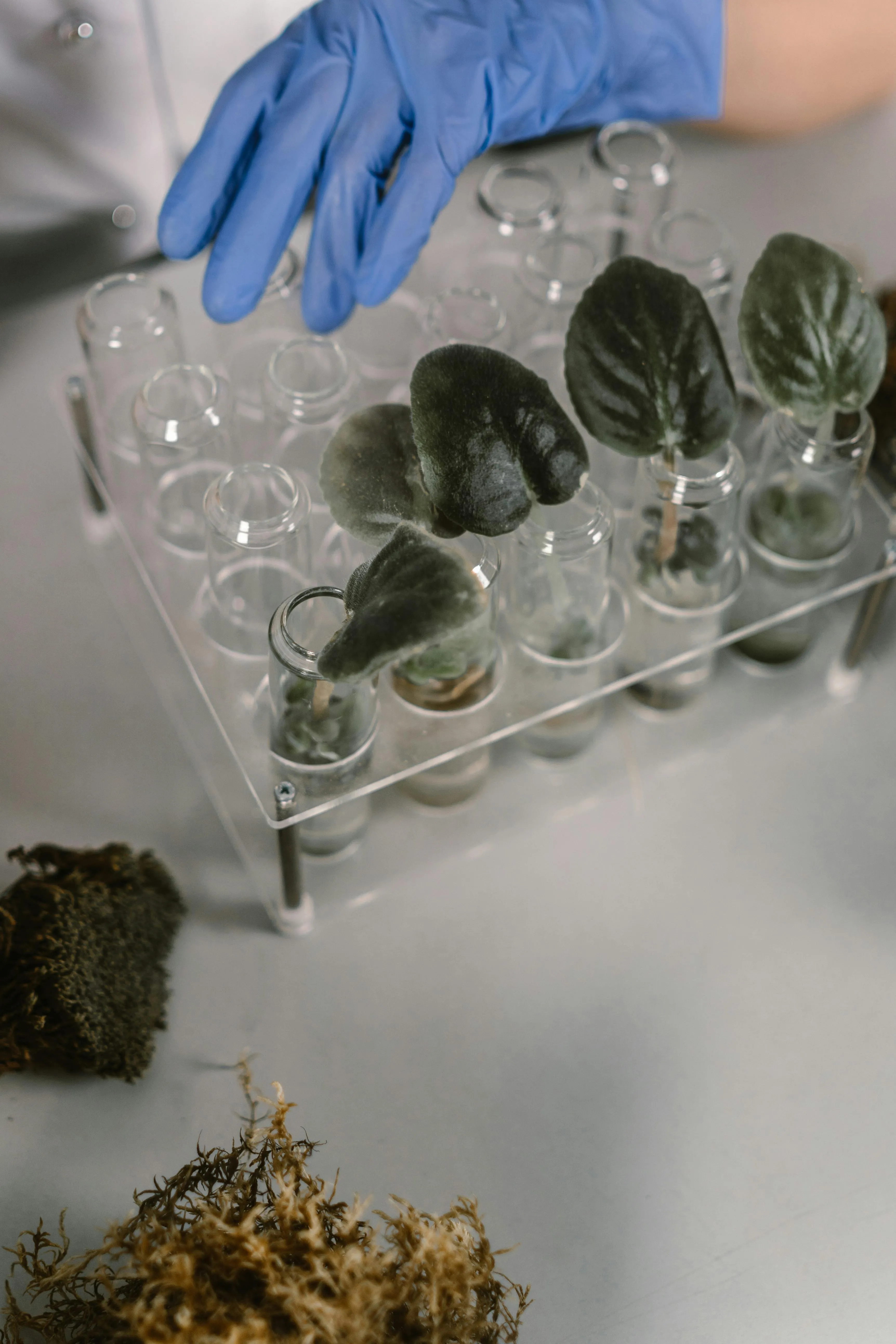 L’innovazione genetica delle piante: la chiave per resistere alla mancanza di ossigeno secondo uno studio italiano