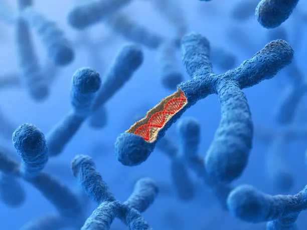 Longevità femminile: i cromosomi X e Y spiegano il gap di 4,1 anni