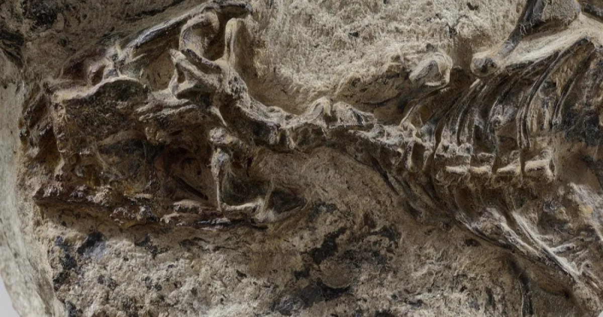 Un Nuovo Capitolo nell’Evoluzione: Il Fossile più Antico di Lucertola Riscopre l’Origine dei Rettili