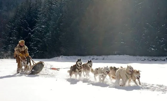 L'uomo ha accorciato le zampe dei cani da slitta: la prova biomeccanica