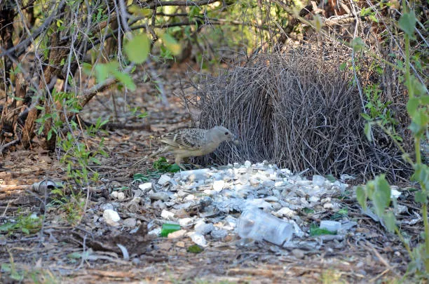 L'urbanizzazione riprogramma il corteggiamento degli uccelli giardinieri
