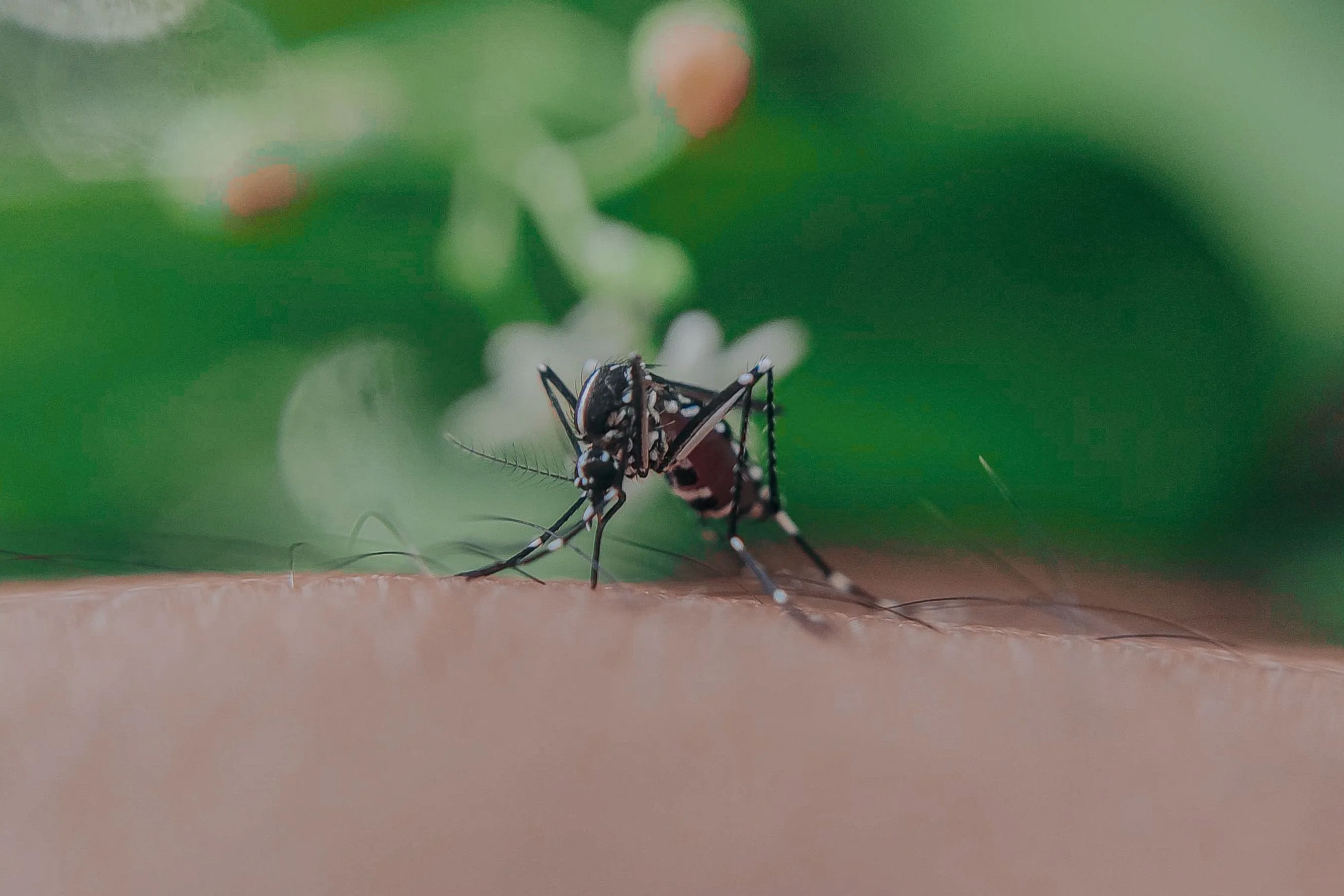 Meno zanzare, meno virus: il piano Verily contro dengue e Zika