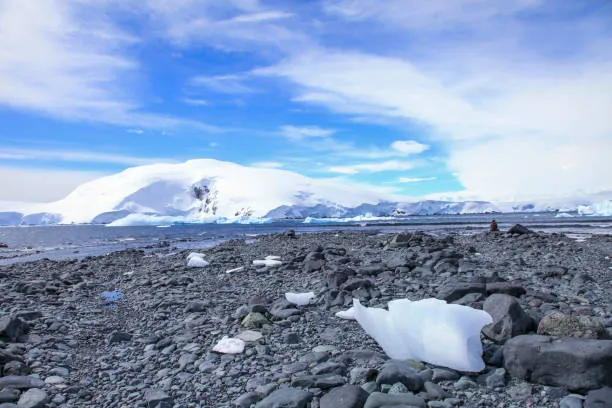 Microplastiche in Antartide: Prima Contaminazione sull’unico Insetto Autoctono, la Belgica antarctica