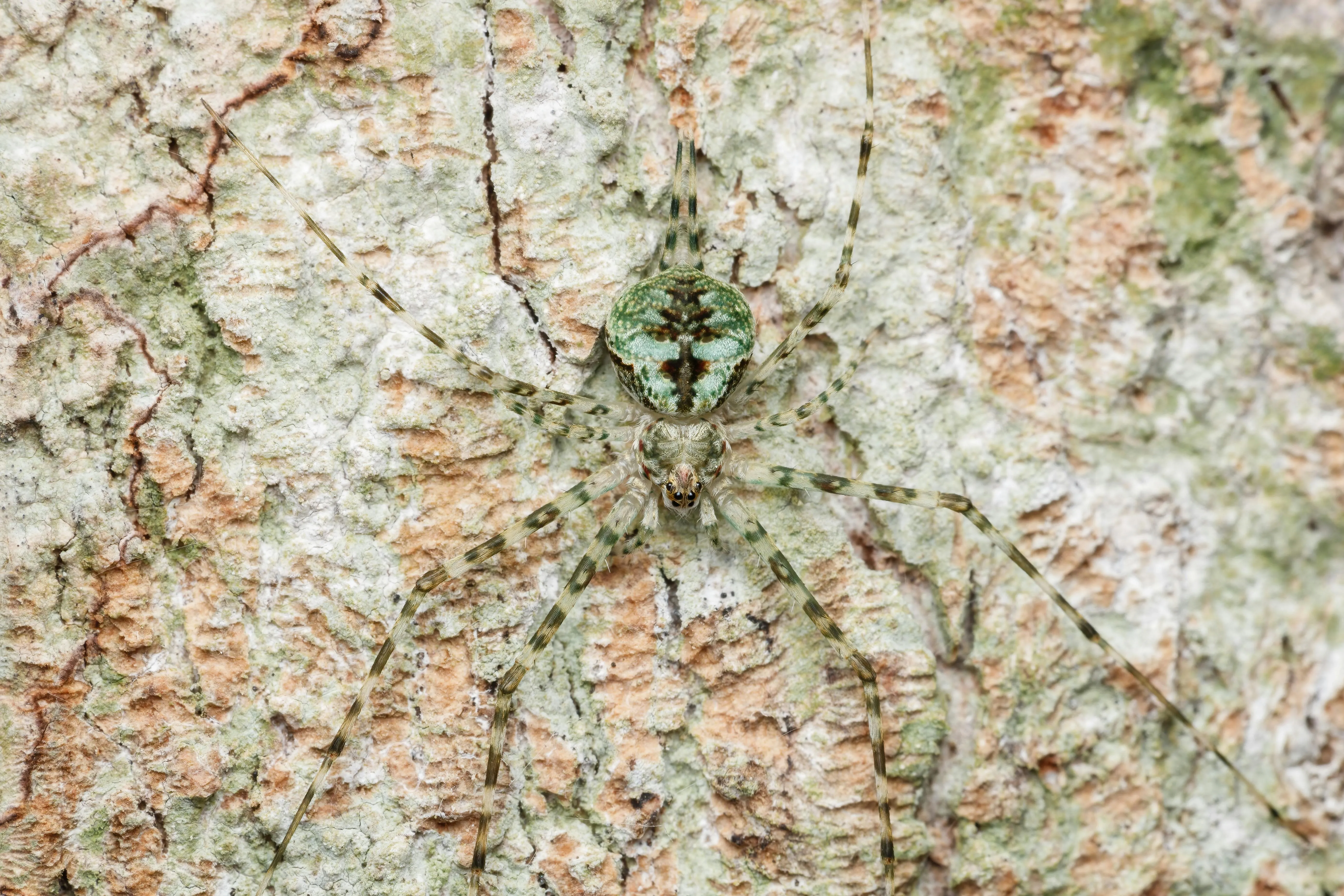 Mimetismo o colori sgargianti: quale strategia salva davvero la vita agli animali?