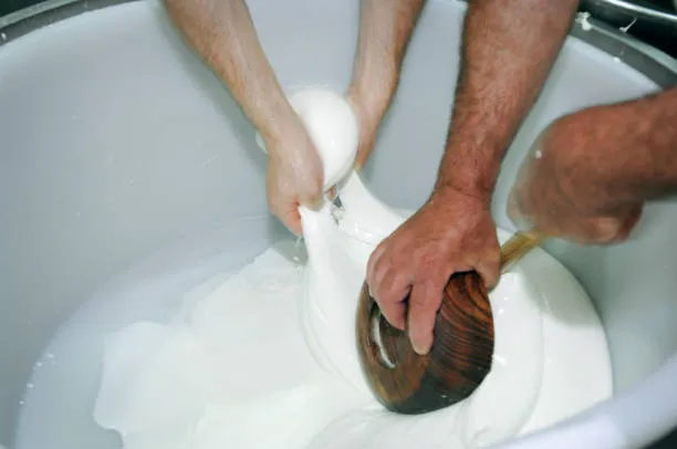 Mozzarella di bufala campana Dop, l'onda lunga della crisi iraniana fa tremare la filiera: costi alle stelle e export a rischio