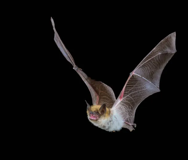 Acrobazie Notturne: Come i Pipistrelli Predatori Catturano i Pettirossi in Volo
