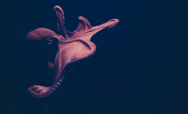 Nanaimoteuthis haggarti: il polpo di 19 metri che usava il cervello