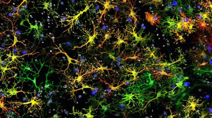 Nano-ERASER converte astrociti in neuroni: memoria recuperata nei topi