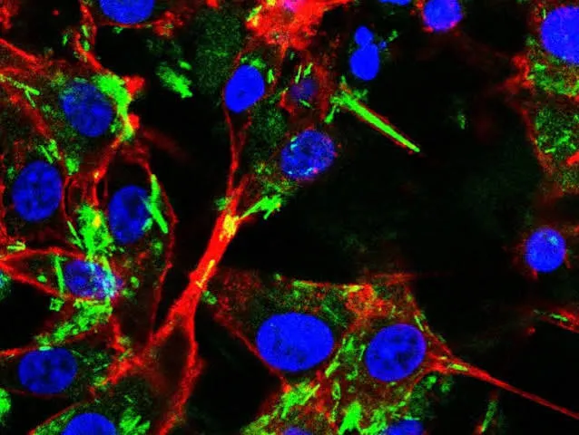 Nanotubi di polidopamina dell'IIT: piezoelettricità e stimolo cellulare